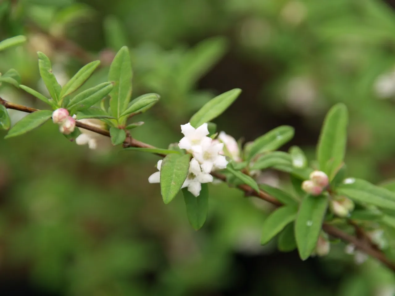 Lonicera myrtillus