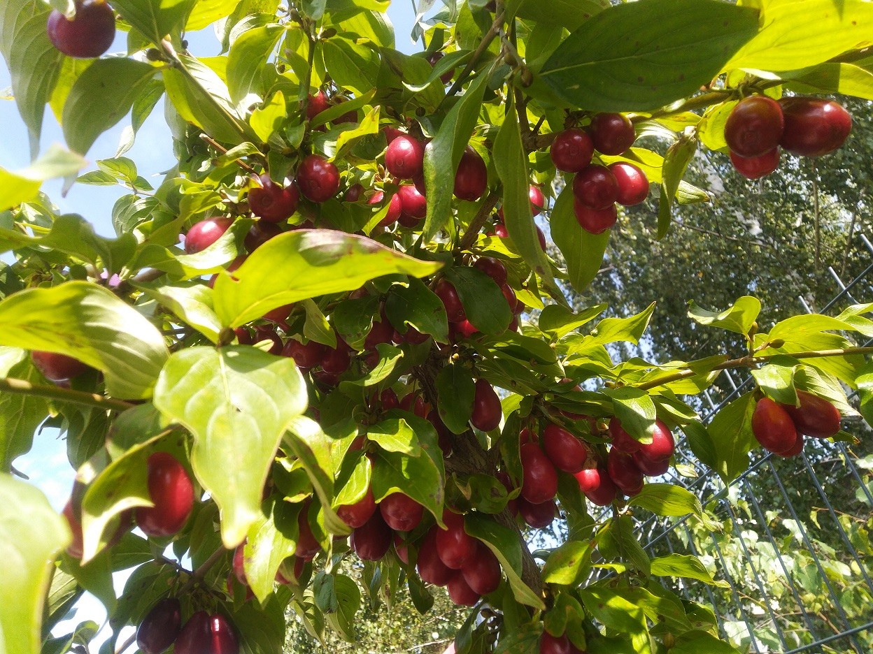 cornus-mas-szafer
