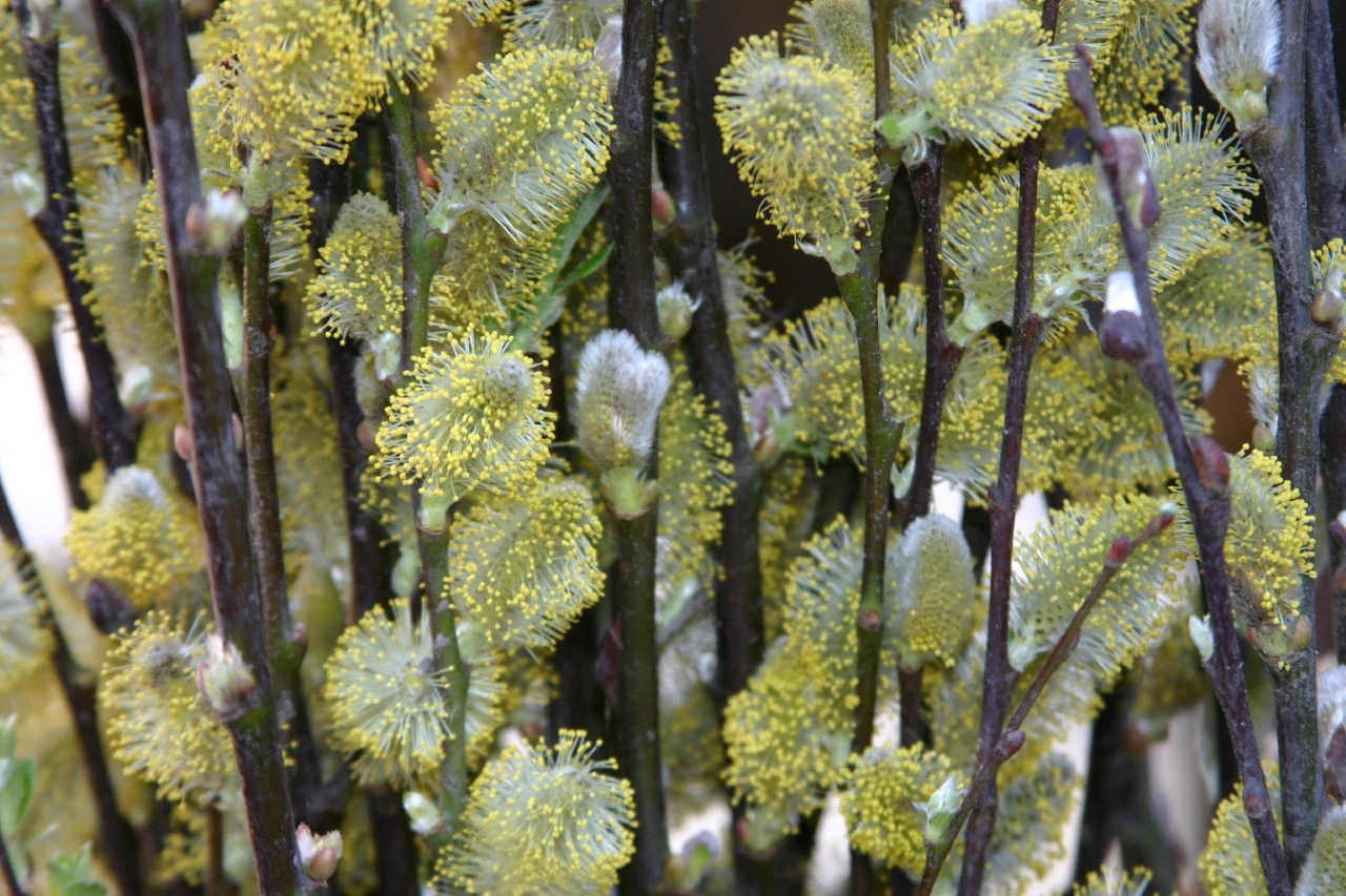 Salix alba : P11