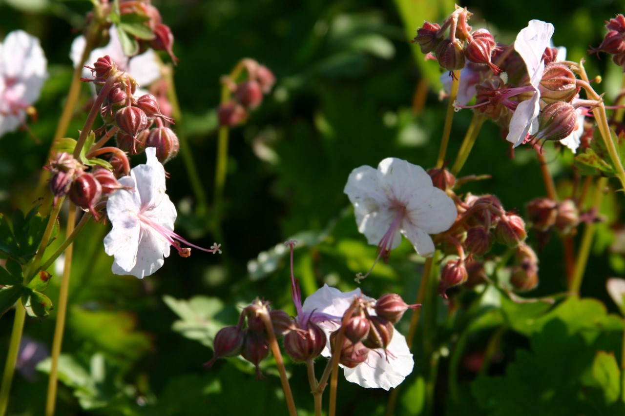 geranium-cantabrigiense-biokovo