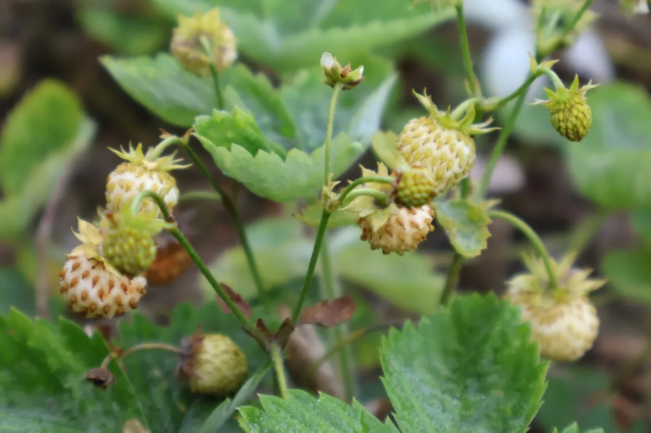Fragaria vesca 'Alba'