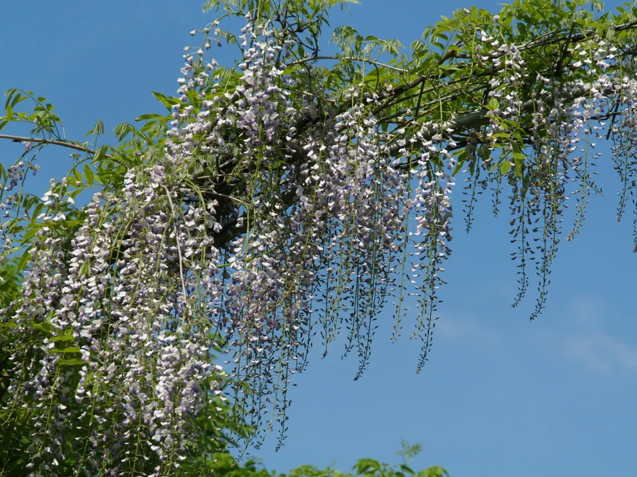 Wisteria floribunda 'Multijuga'
