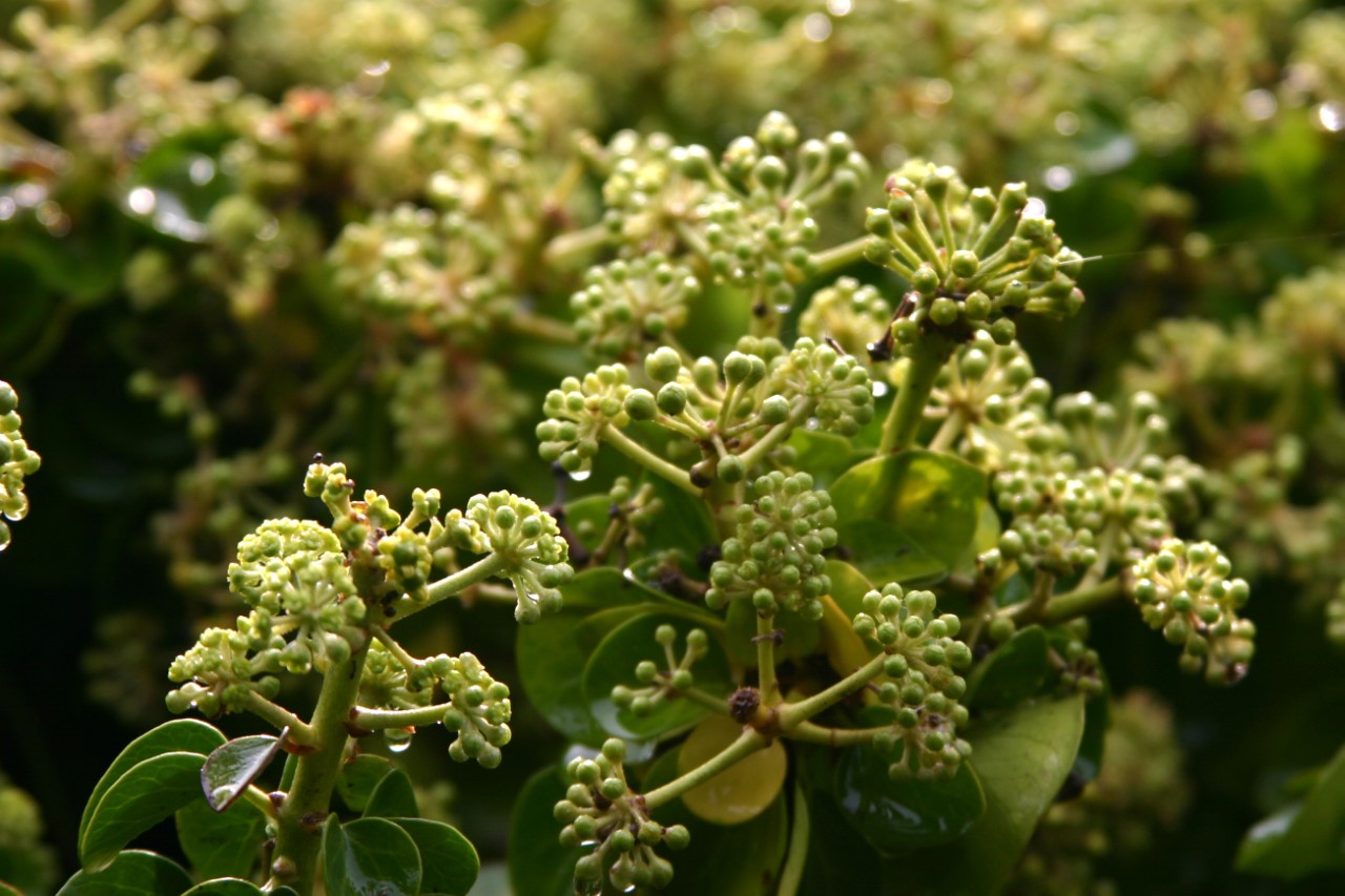 hedera-helix-simone