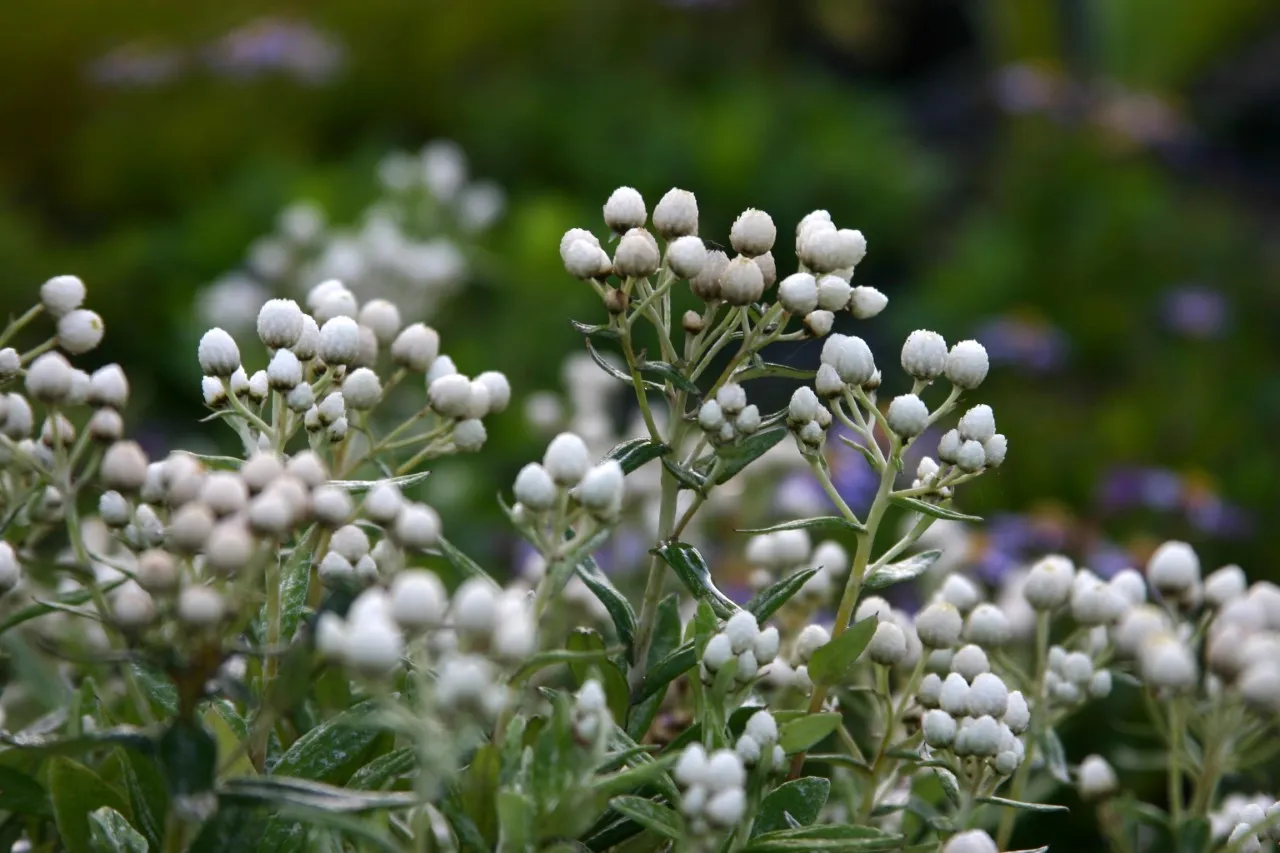 Anaphalis triplinervis 'Silberregen'