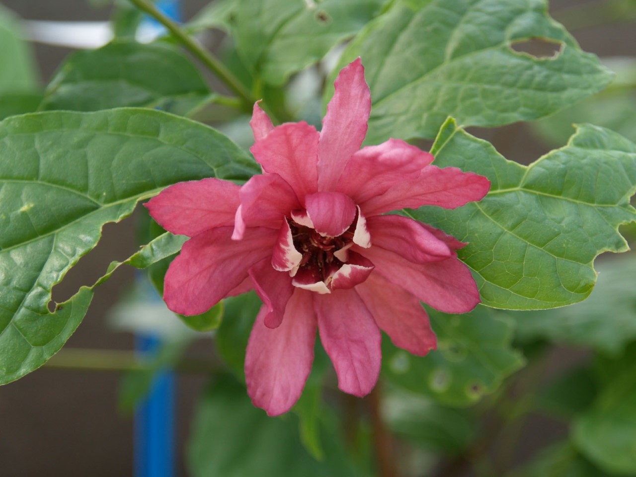 Calycanthus raulstonii 'Hartlage Wine' : C2 : 30-60