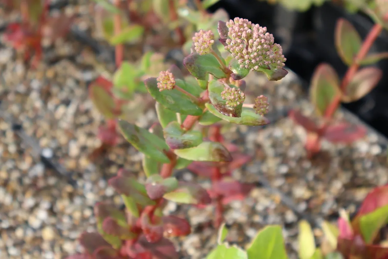 Sedum 'Stewed Rhubarb Mountain'