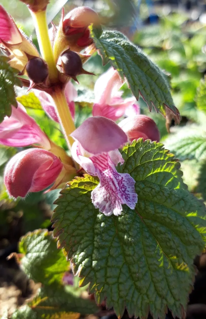 Lamium orvala 'Silva'