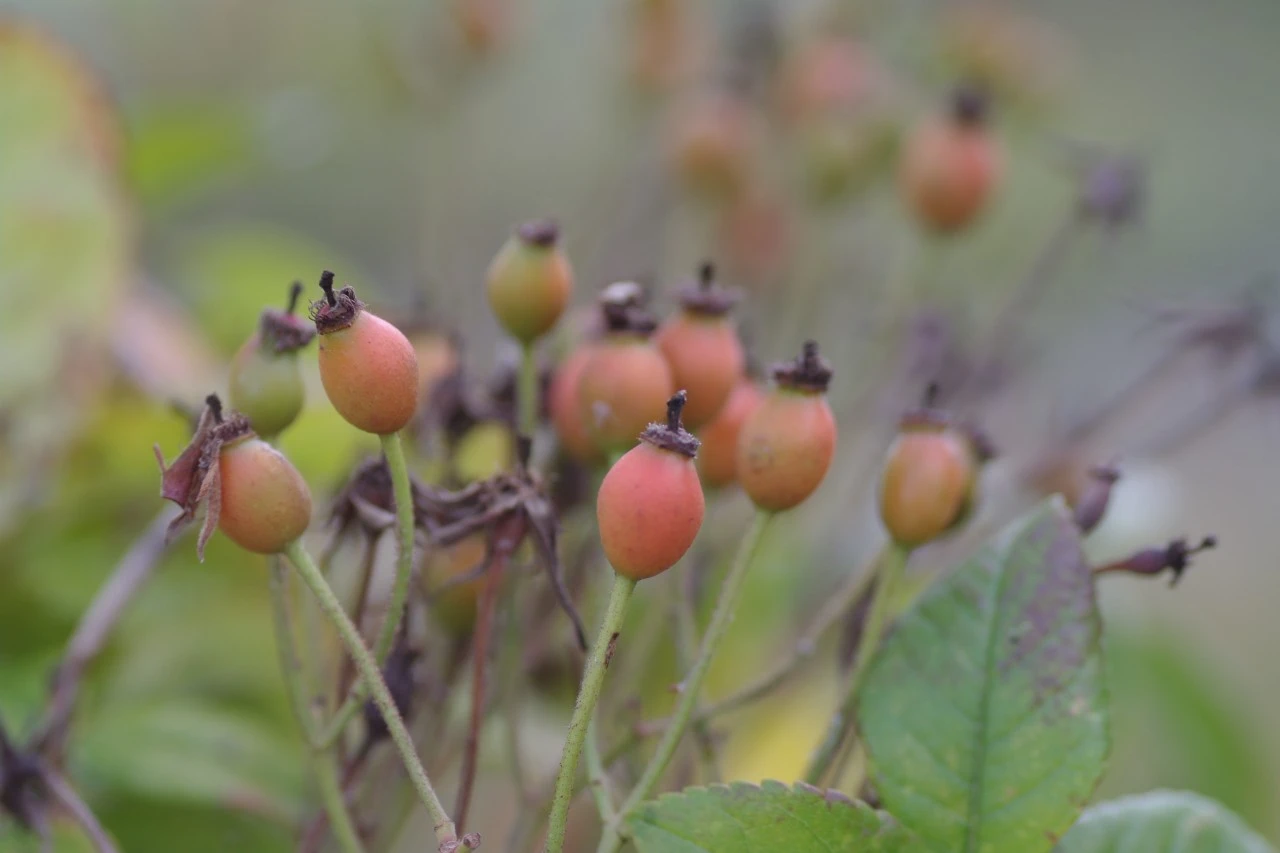 Rosa 'Apple Blossom'  Biologisch : W