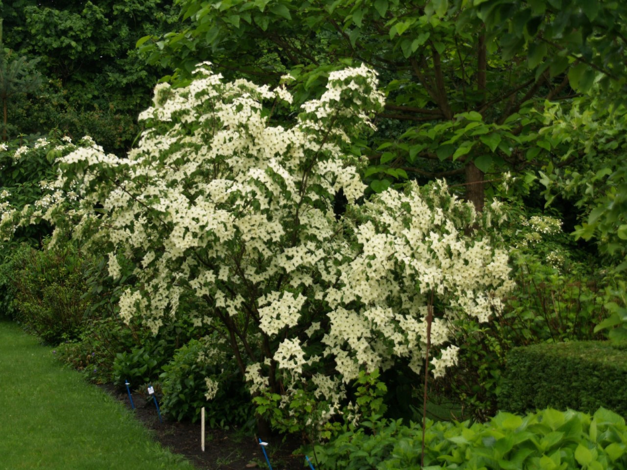 cornus-kousa-milky-way