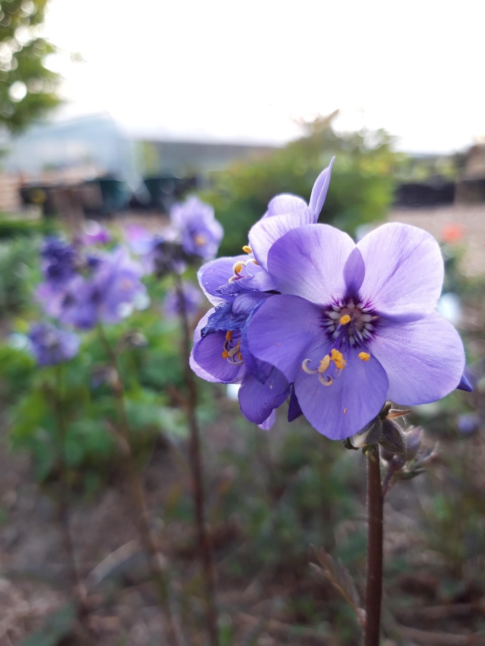 Polemonium yezoense 'Purple Rain Strain' Biologisch : P9