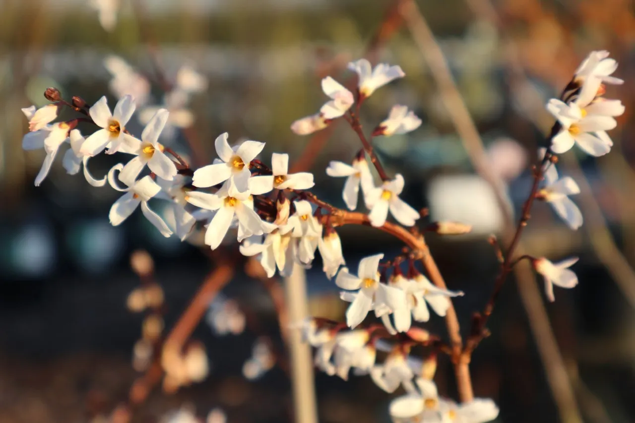 Abeliophyllum distichum Abeliophyllum distichum