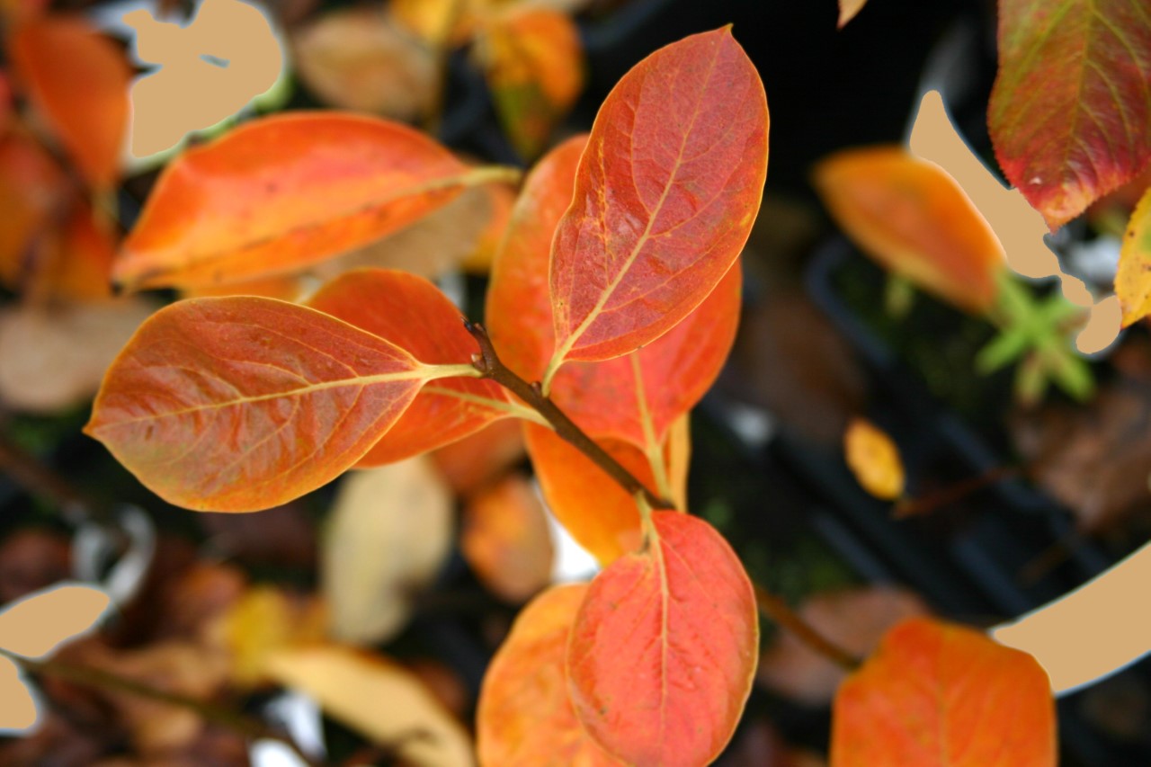 diospyros-nikitas-gift