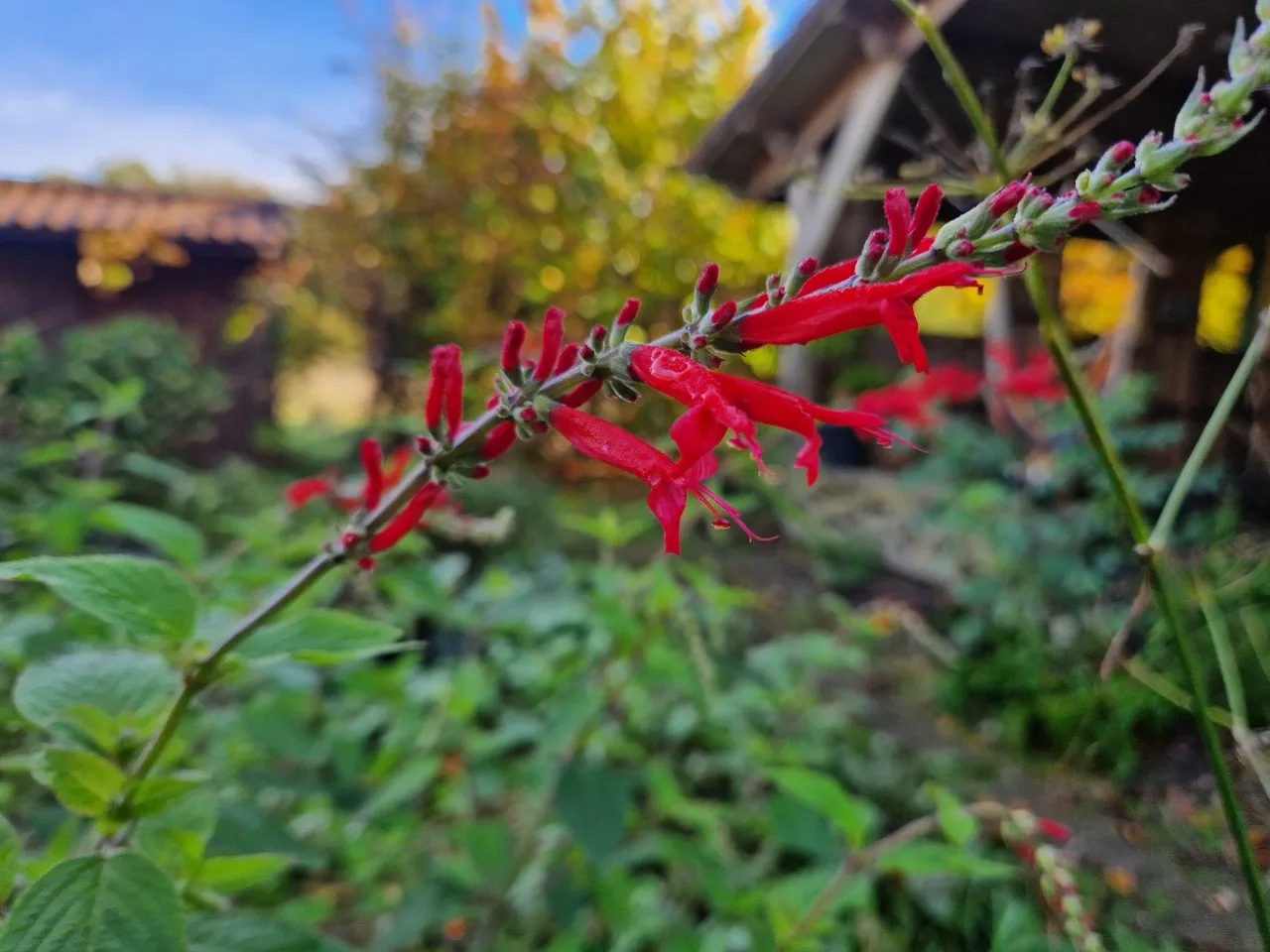 Salvia elegans : P9