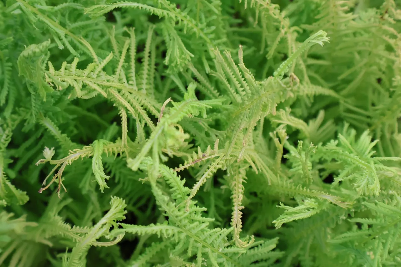 Athyrium filix-femina 'Victoriae'
