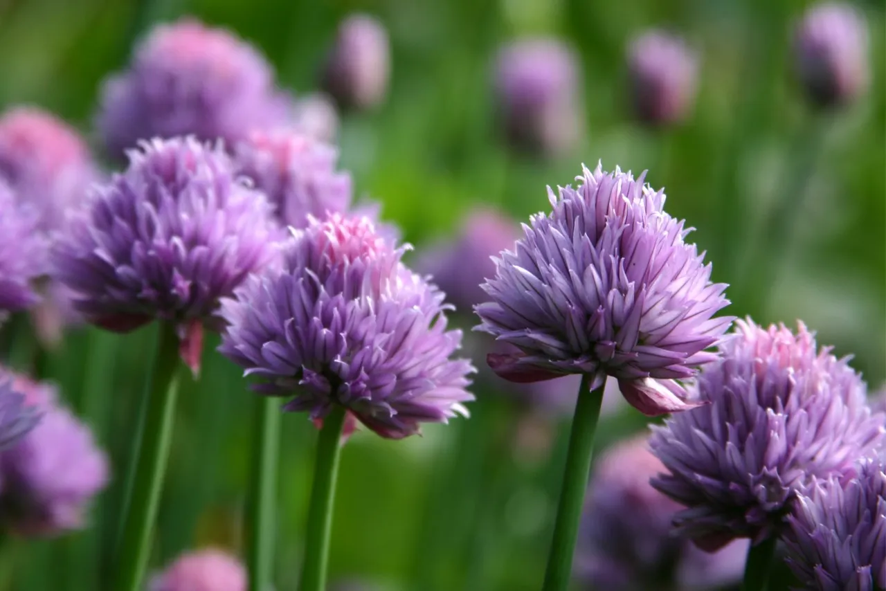 Allium schoenoprasum 'Polyvit' Allium schoenoprasum 'Polyvit'