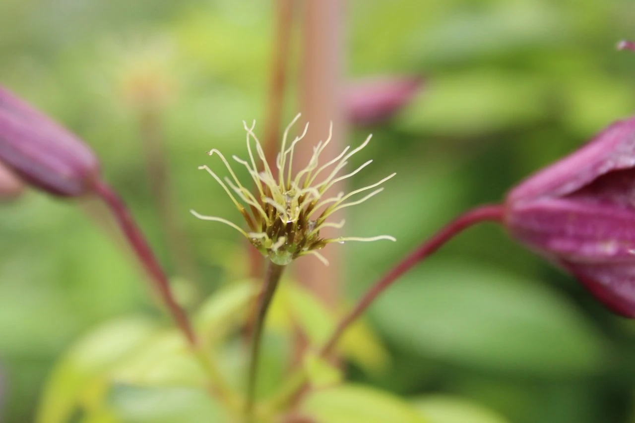 Clematis 'Mikelite' Biologisch : C2RP
