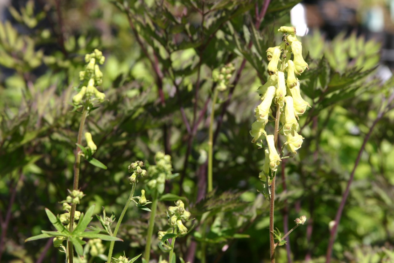 Aconitum vulparia aconitum-vulparia