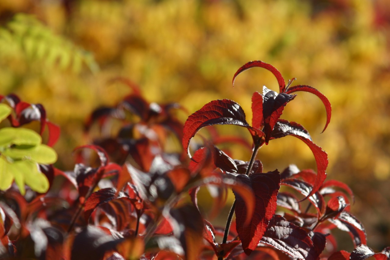 Diervilla rivularis 'Troja Black' : C3 : 30-60