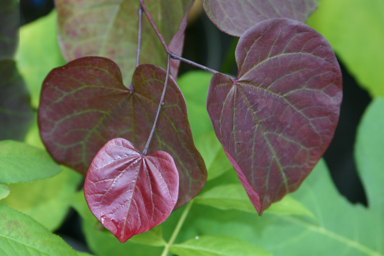 Cercis canadensis 'Merlot' : C2 : 30-60