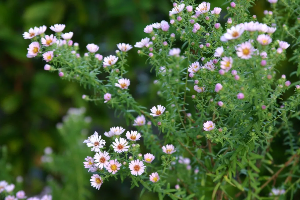Aster amethystinus ‘Herbstleuchten’