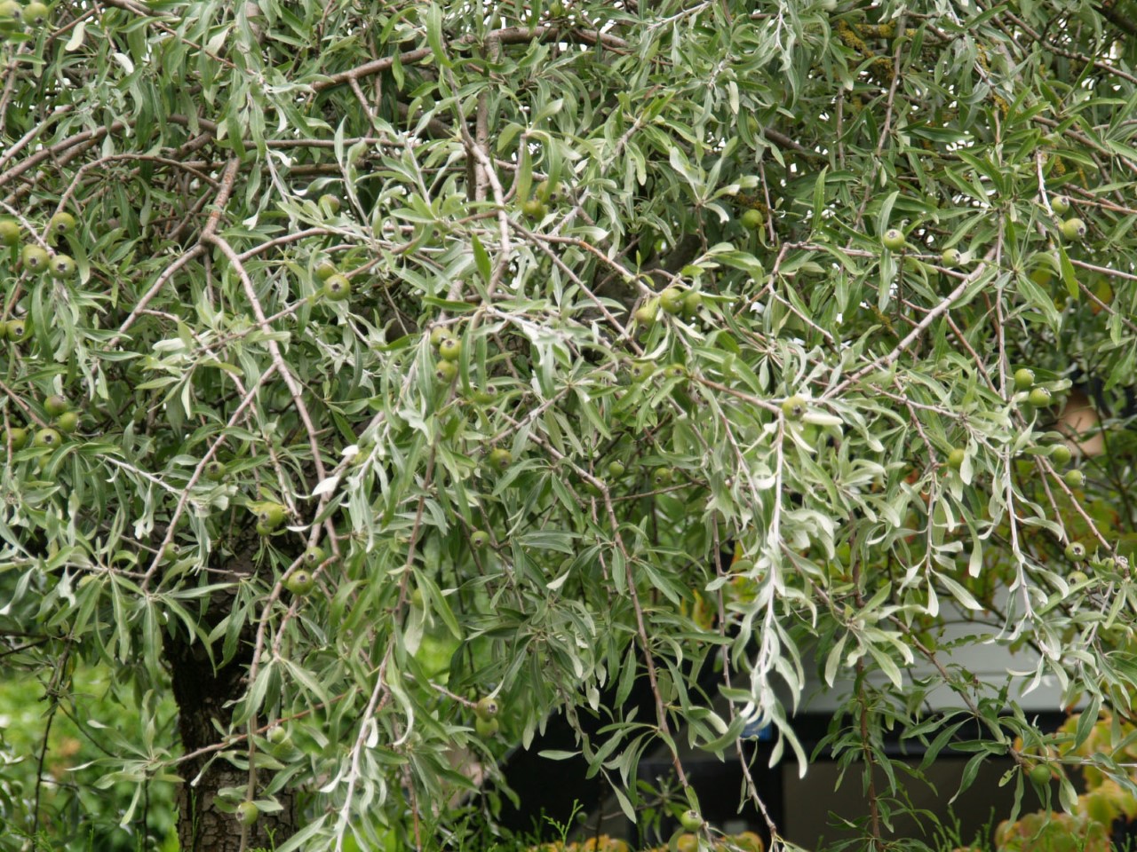 Pyrus salicifolia 'Pendula' : C3 : 60-100