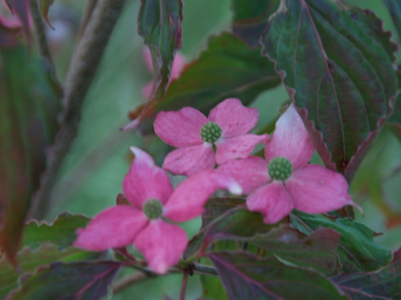 cornus-kousa-beni-fuji