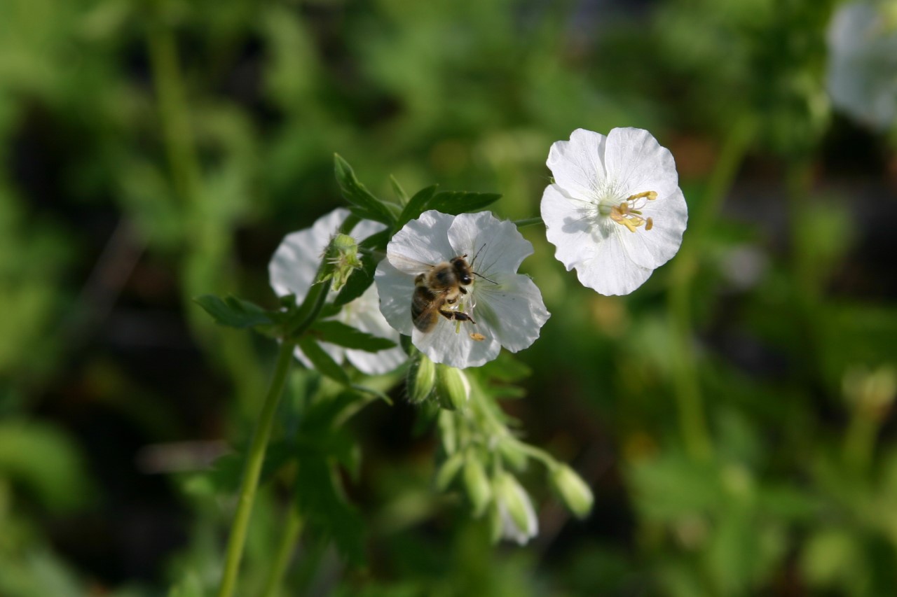 Geranium phaeum 'Album' : P9
