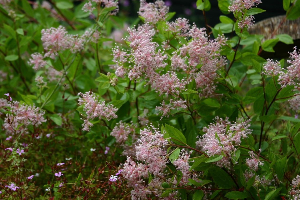 ceanothus-pallidus-marie-simon