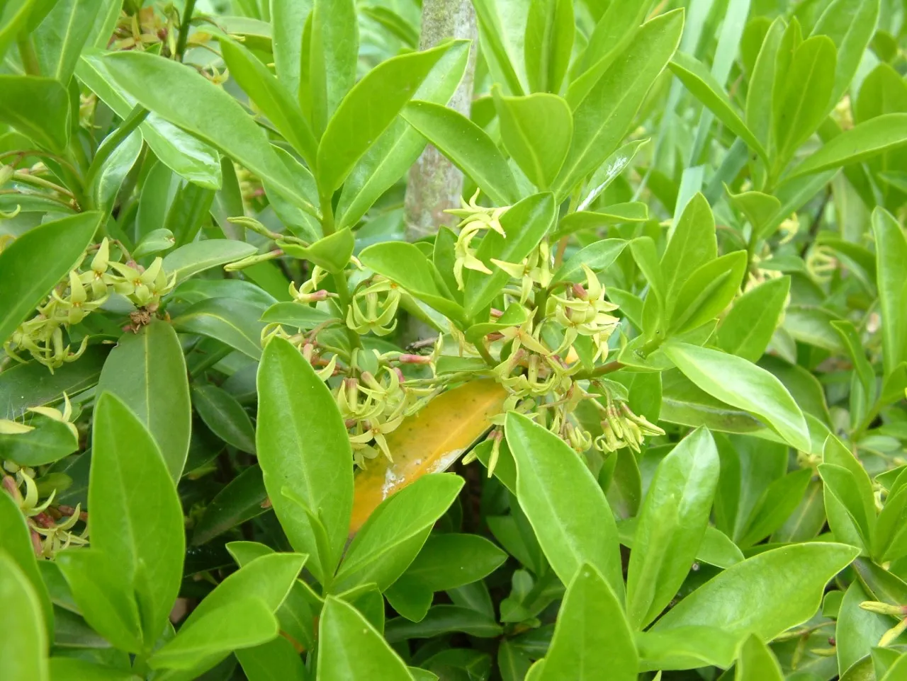 Daphne pontica