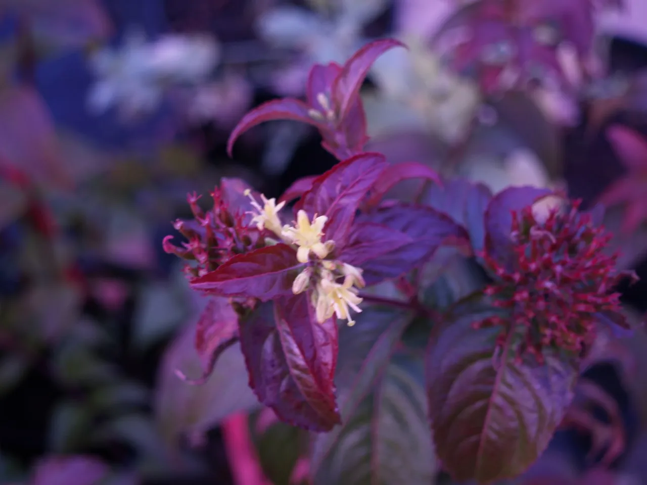 Diervilla rivularis 'Troja Black' : C3 : 30-60