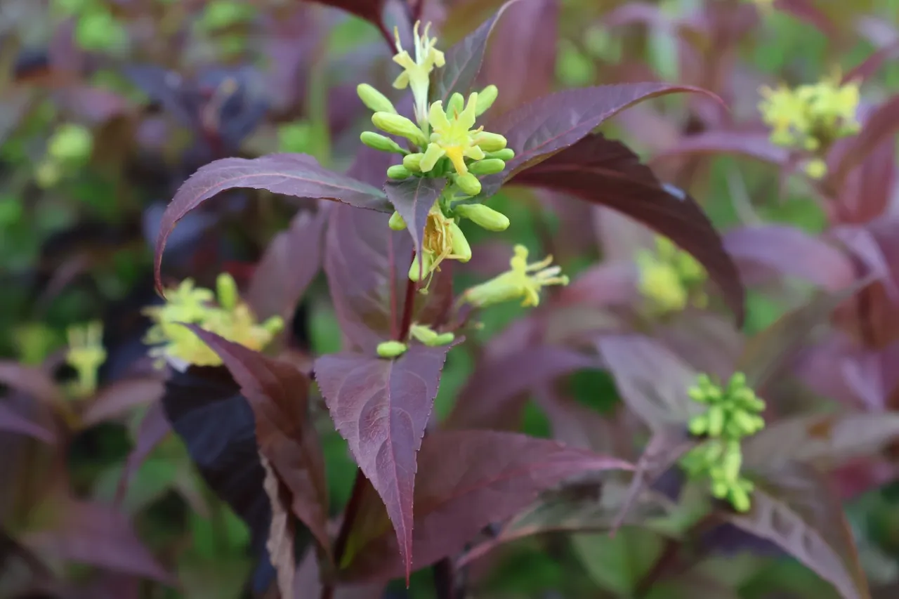 Diervilla rivularis 'Troja Black'