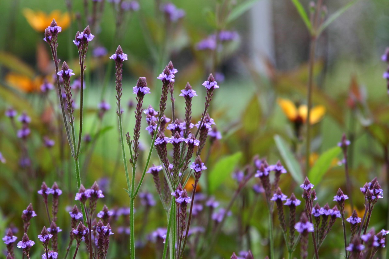 verbena-mac-lavender-spires