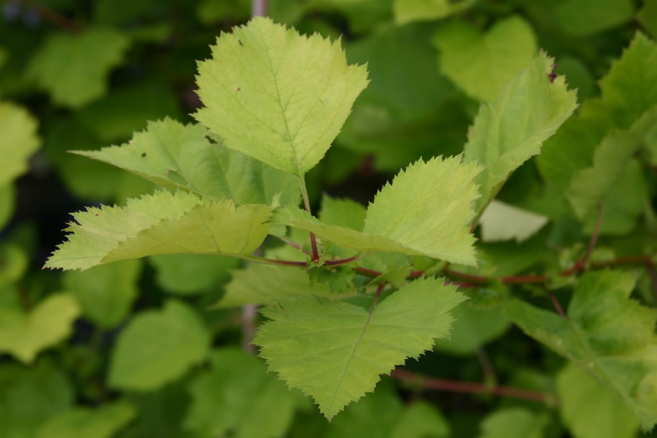 crataegus-submollis