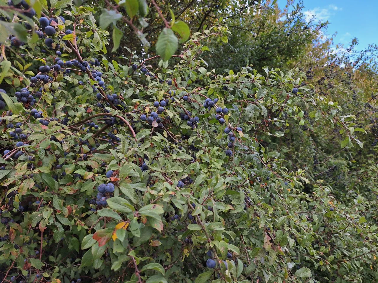 Prunus spinosa   autochtoon : W : 60-100