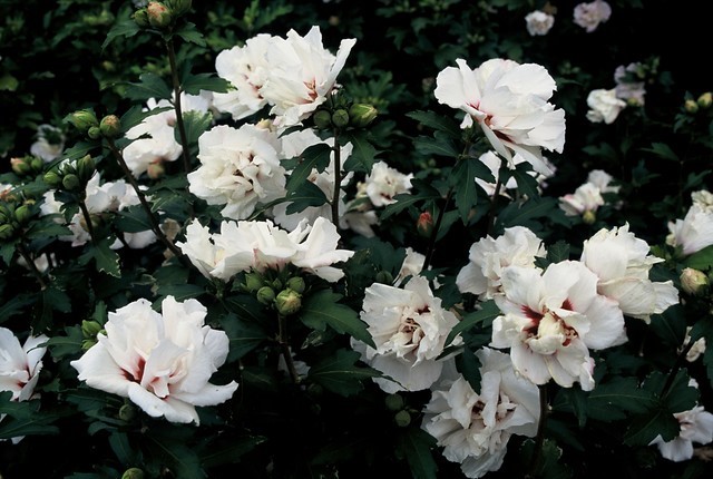 hibiscus-syriacus-speciosus