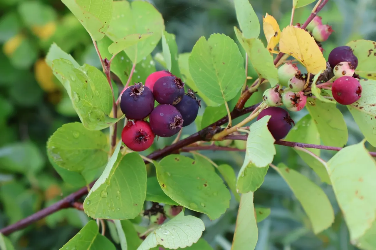 Amelanchier alnifolia 'Thiessen' Amelanchier alnifolia 'Thiessen'