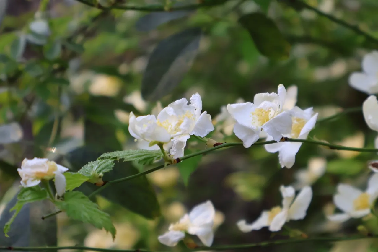 Kerria japonica 'Buttercup'