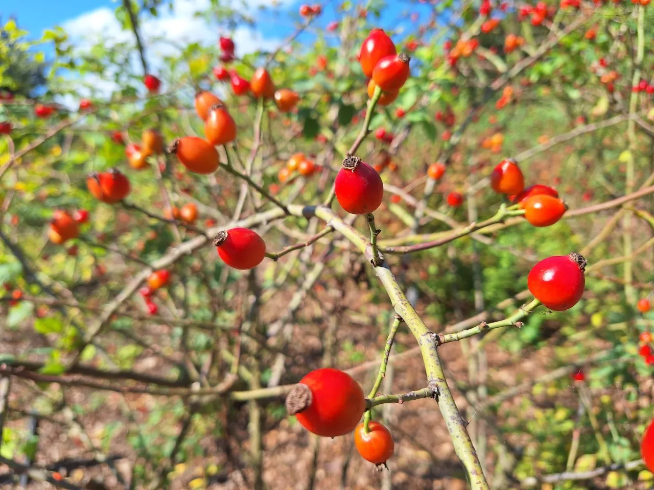 Rosa corymbifera autochtoon