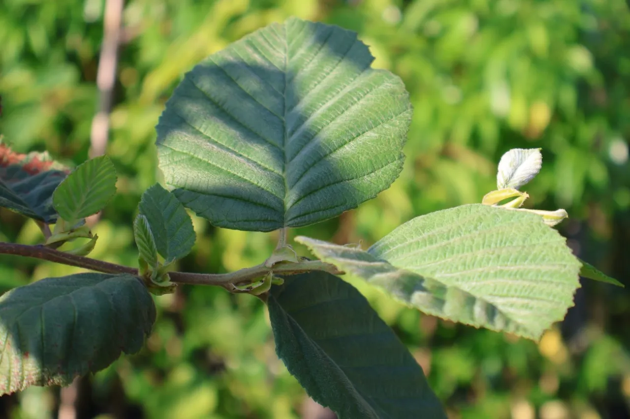Alnus incana