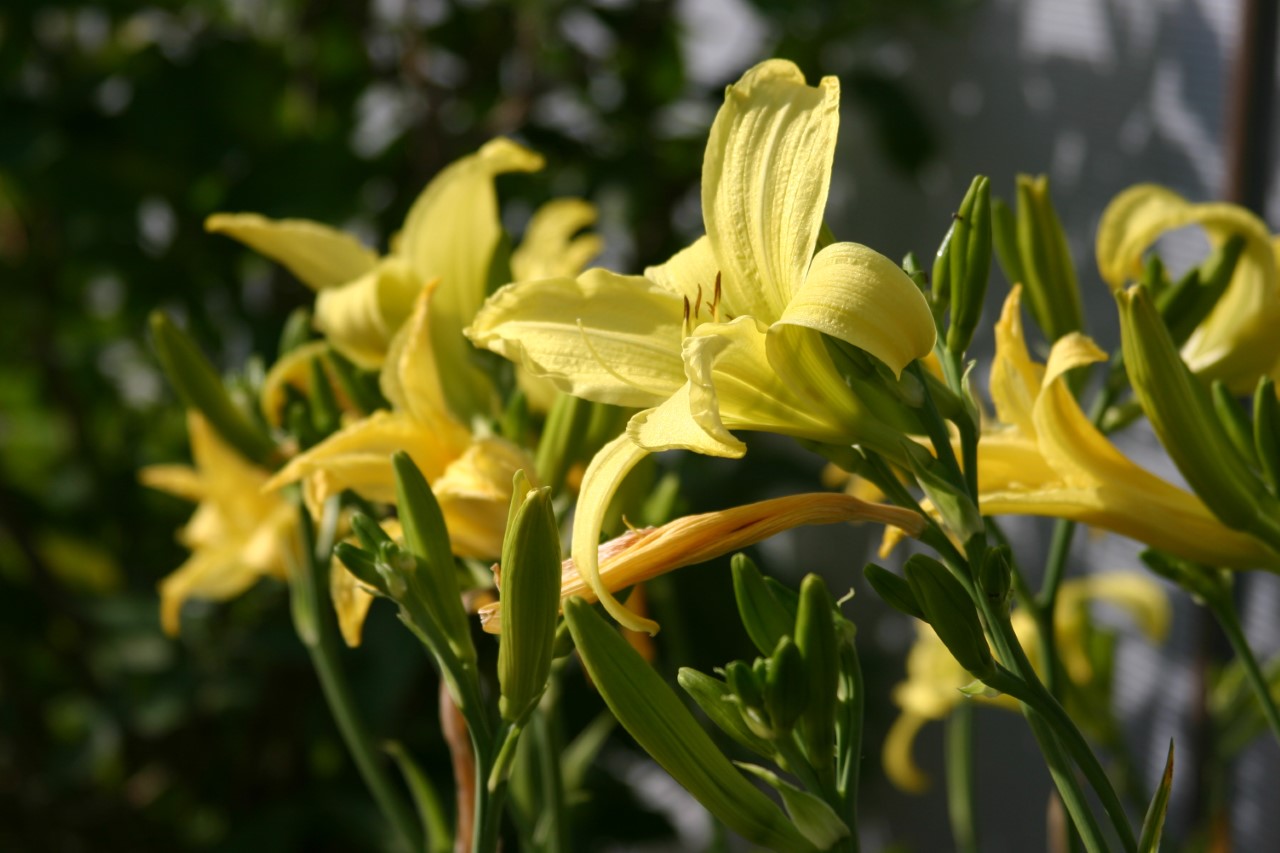 hemerocallis-citrina