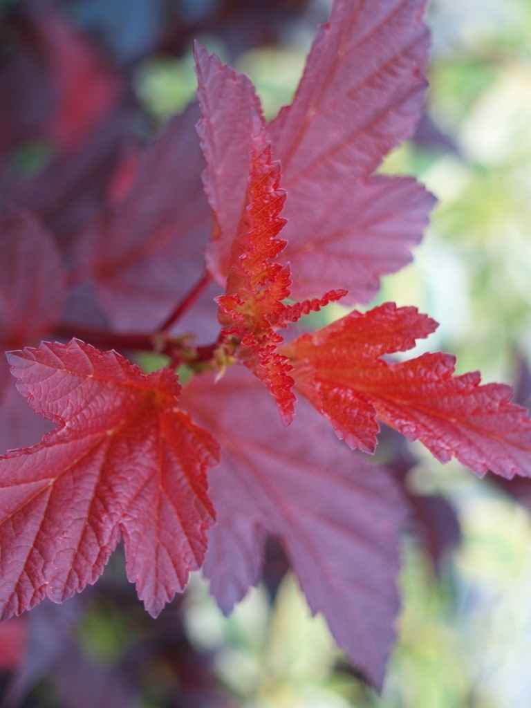 physocarpus-opulifolius-diable-d-or