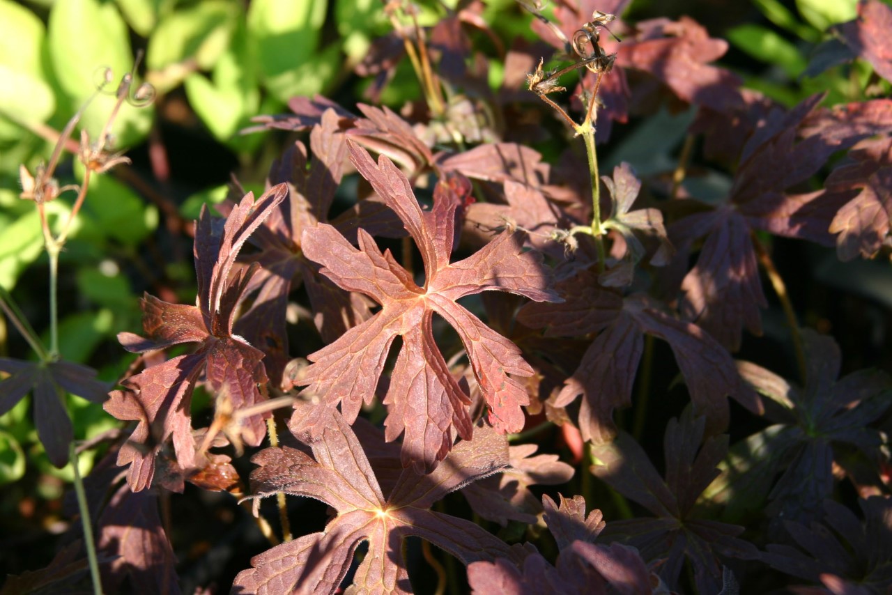 geranium-maculatum-espresso