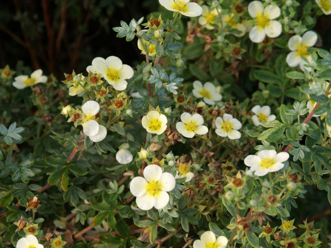 potentilla-fruticosa-vilmoriniana