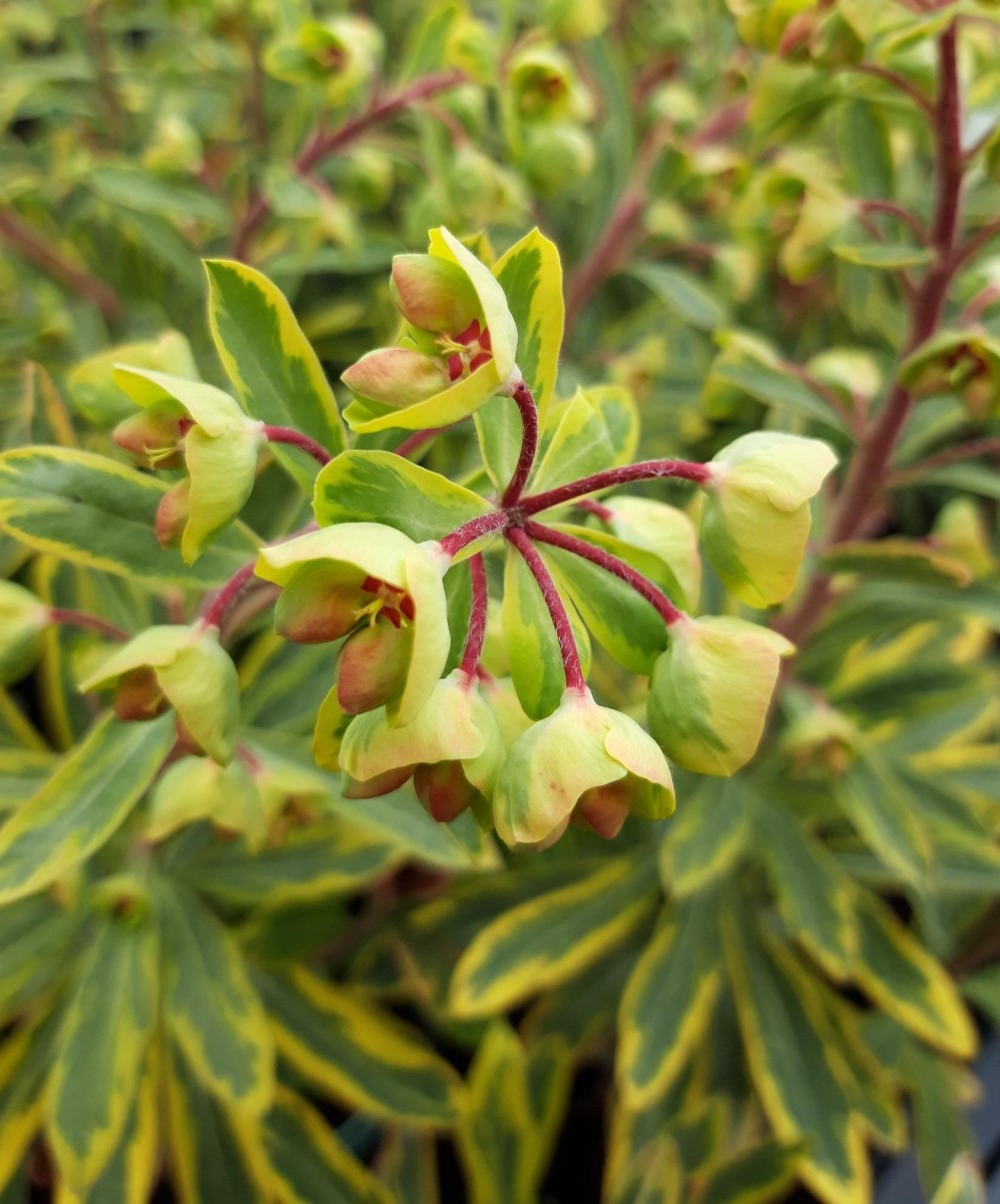 euphorbia-characias-ascot-rainbow