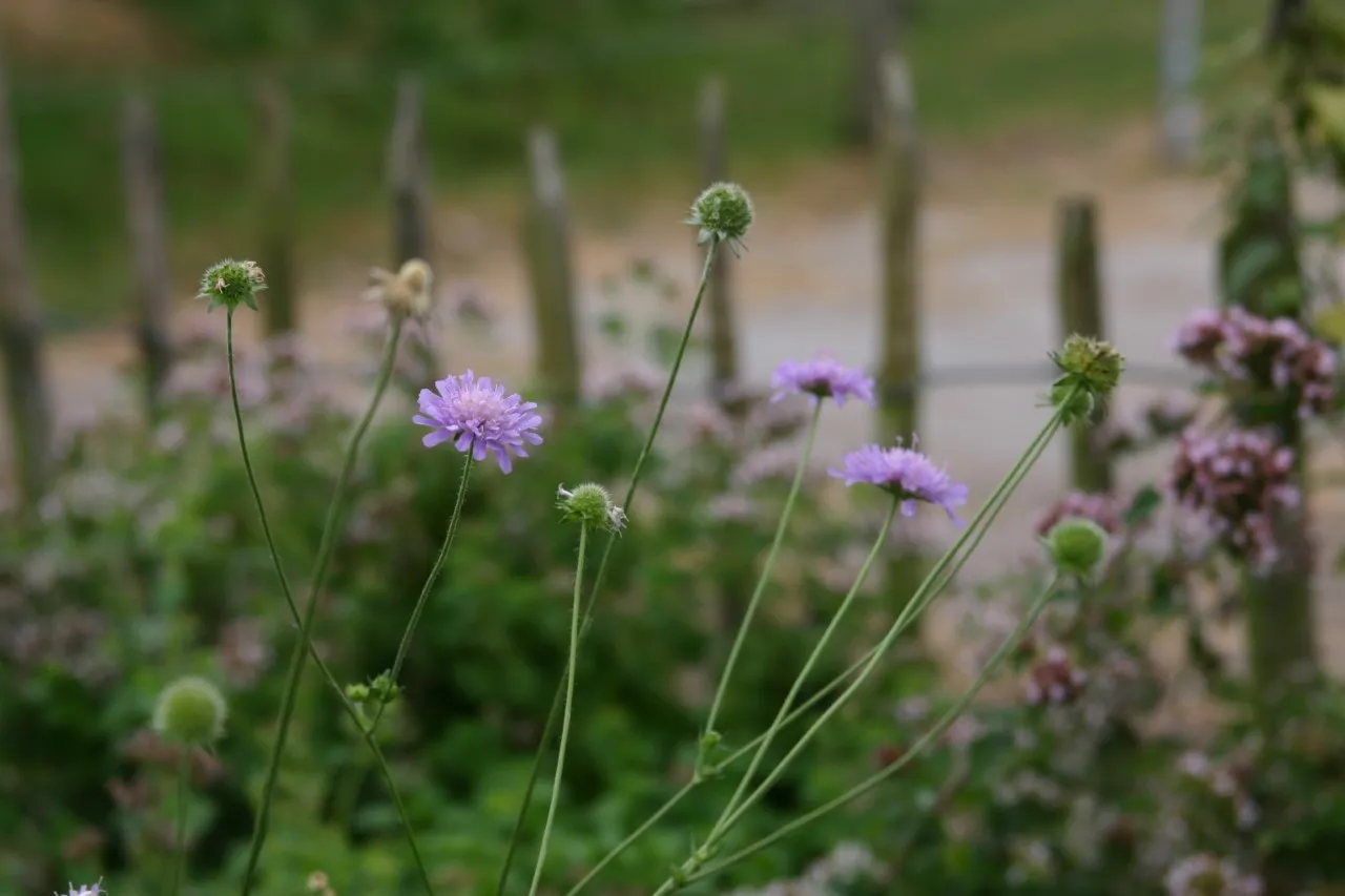 Knautia arvensis Biologisch : P9