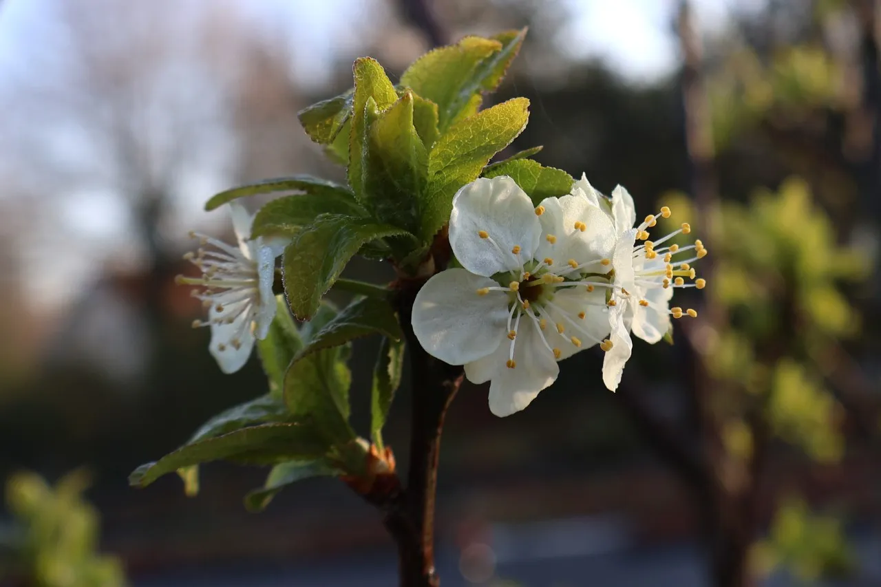 Prunus domestica 'Bleue de Belgique'