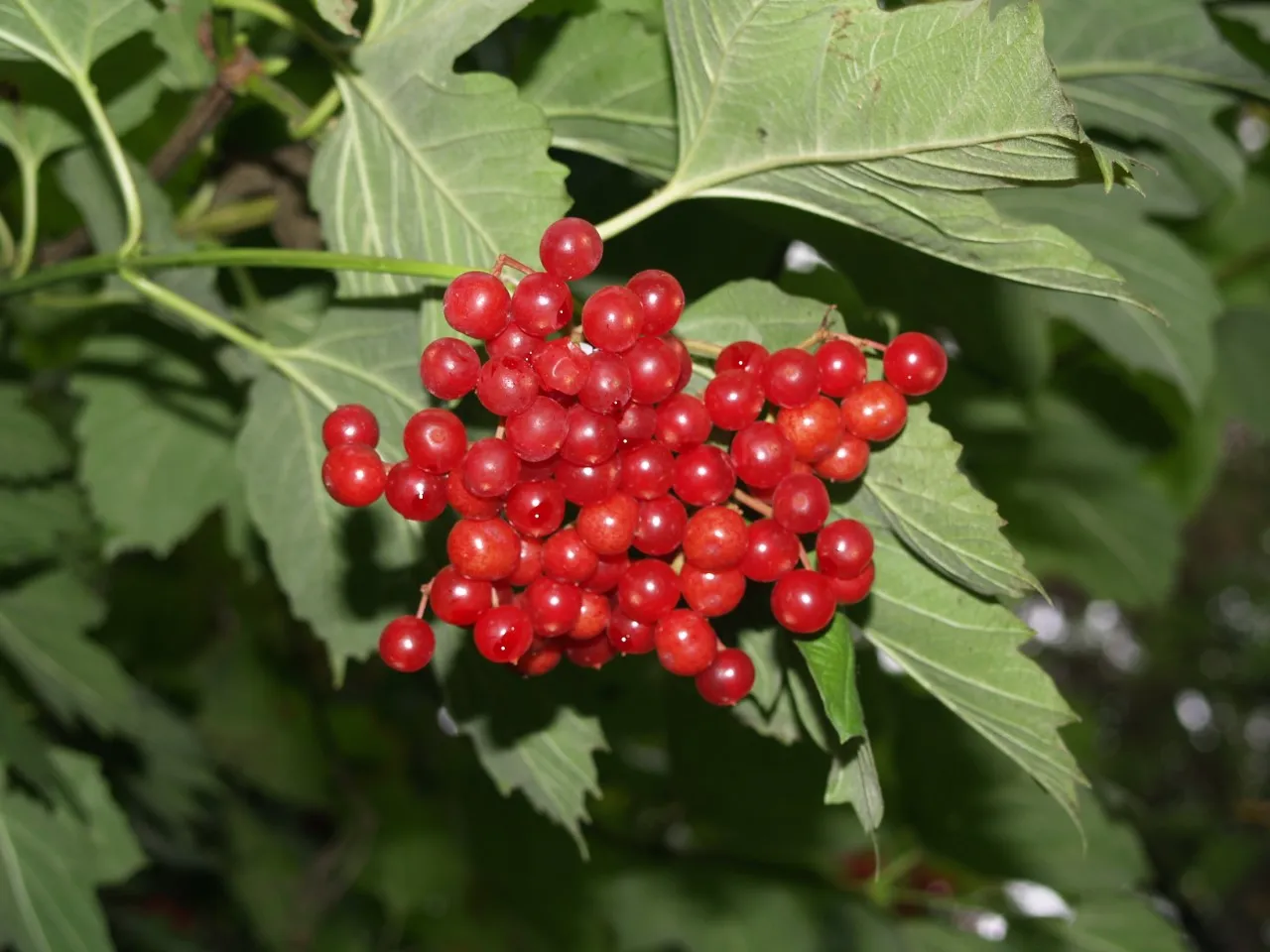 Viburnum opulus  autochtoon : P11 : 30-60