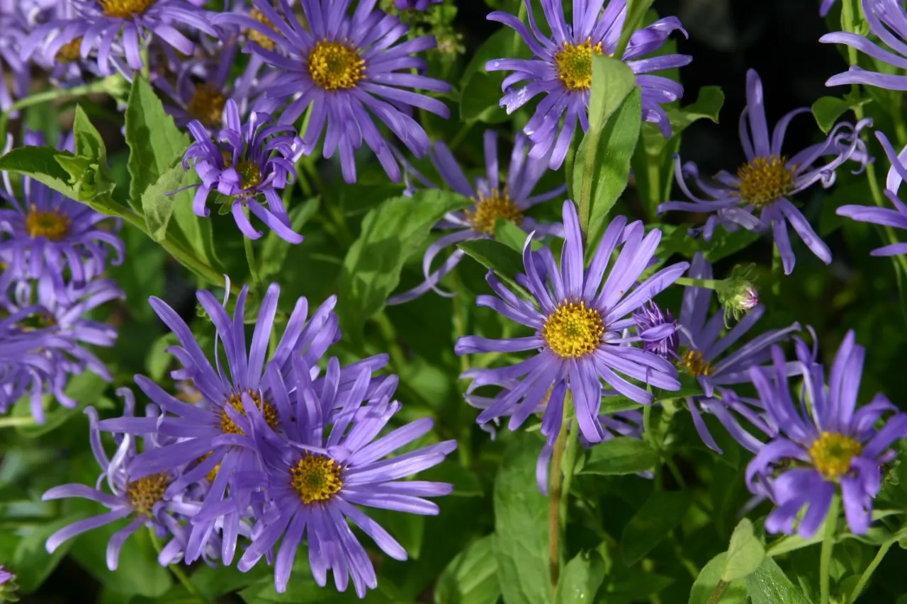 Aster thomsonii 'Nanus'