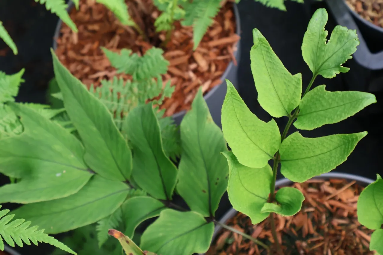 Cyrtomium macrophyllum var. tukusicola