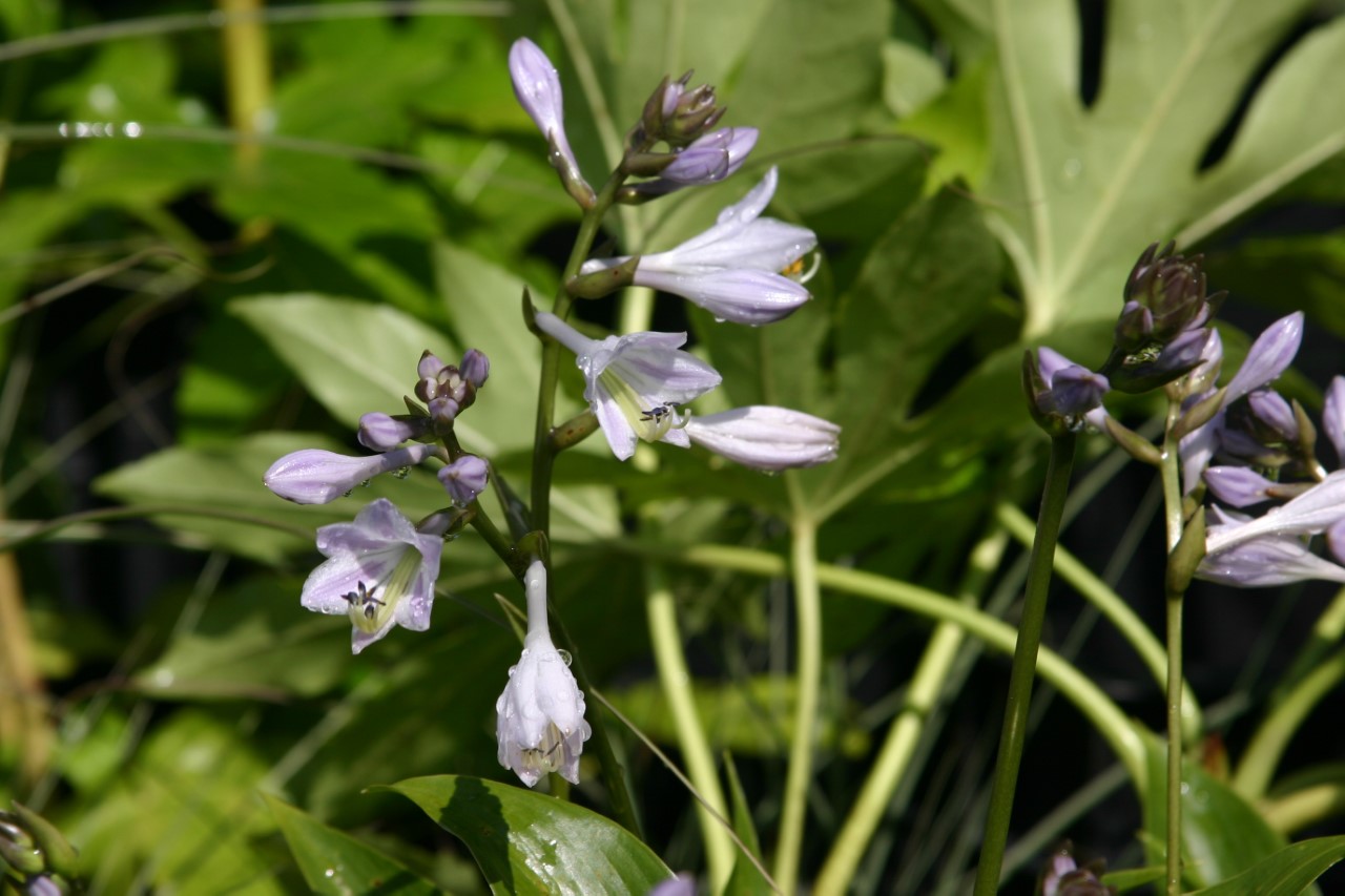 Hosta 'Devon Green' Biologisch : P9